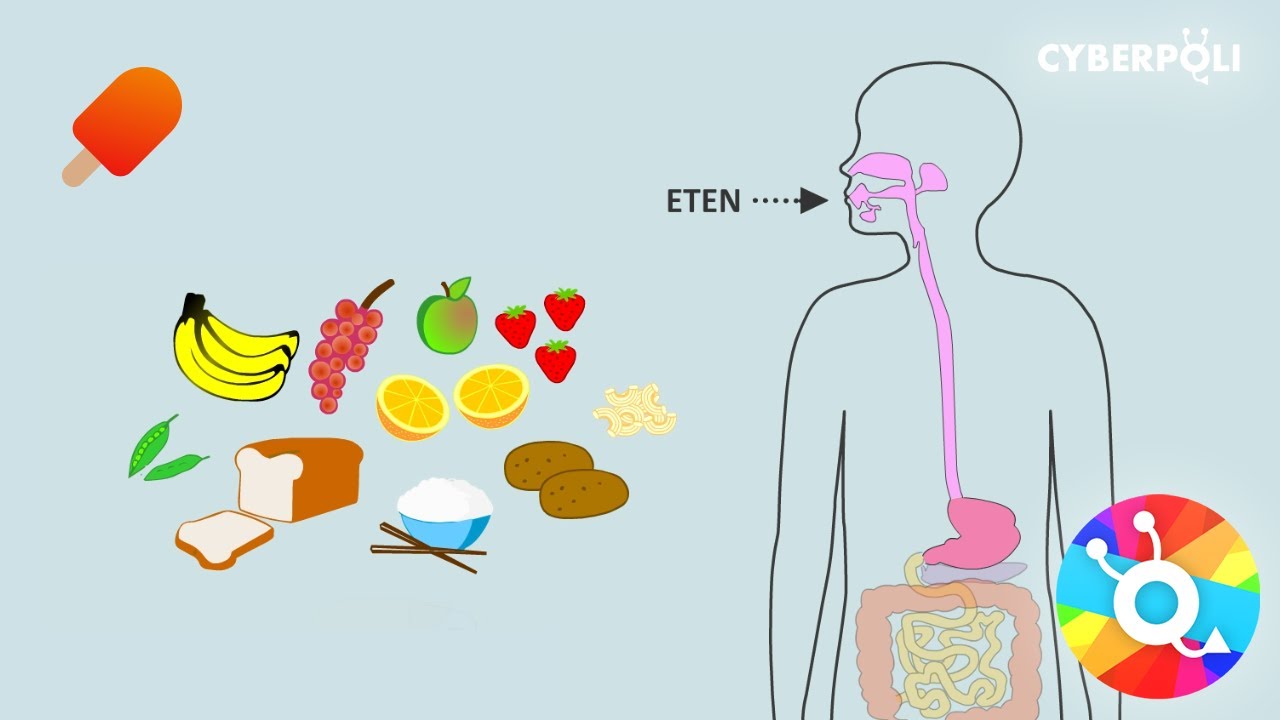 Diabetes voor beginners - YouTube - Wat Doet Insuline Bij Diabetes