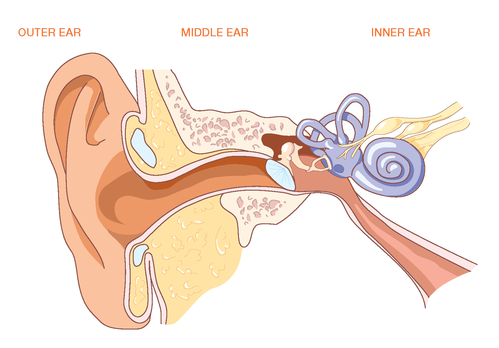 Diagram Of Outer Ear | Gesundheit und wellness, Wellness, Gesundheit - Een Van De Drie Gehoorbeentjes In Het Oor