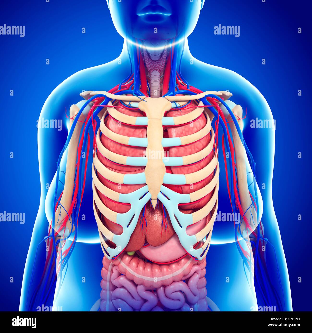 Diagram Of Rib Cage And Organs List 97+ Wallpaper Anatomy Of - Wat Zit Onder Je Ribben