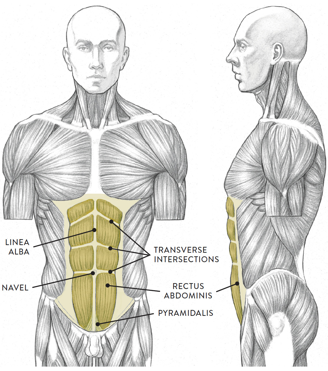 Torso Met Namen Biologie Voor Jou