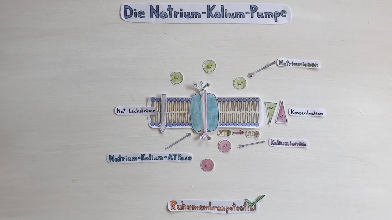 Bloedprikken Natrium Kalium Kreatinine Nuchter