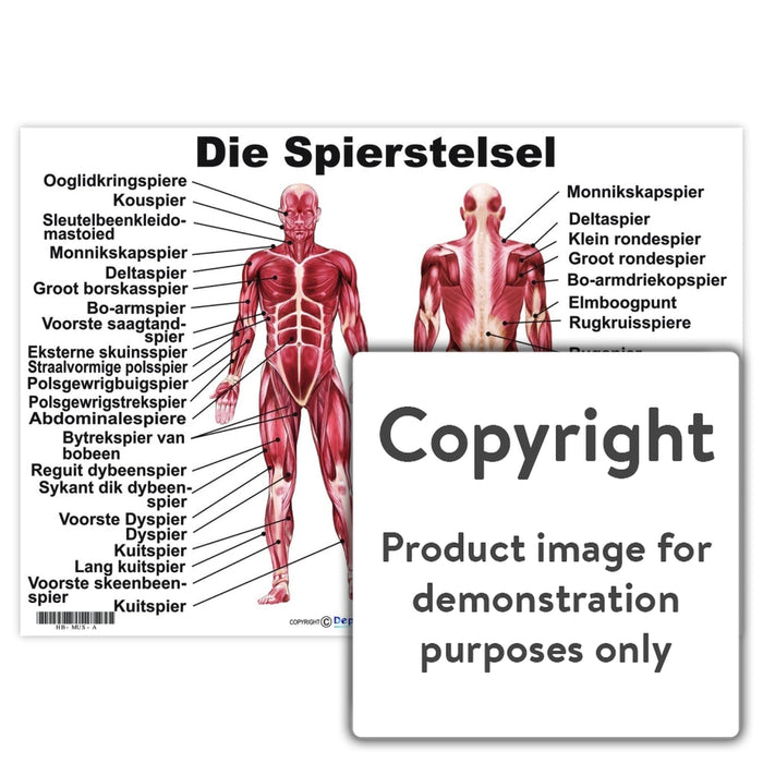 Die Spierstelsel — Depicta - Zijn Spieren In De Darmen Onderdeel Van Het Spierstelsel