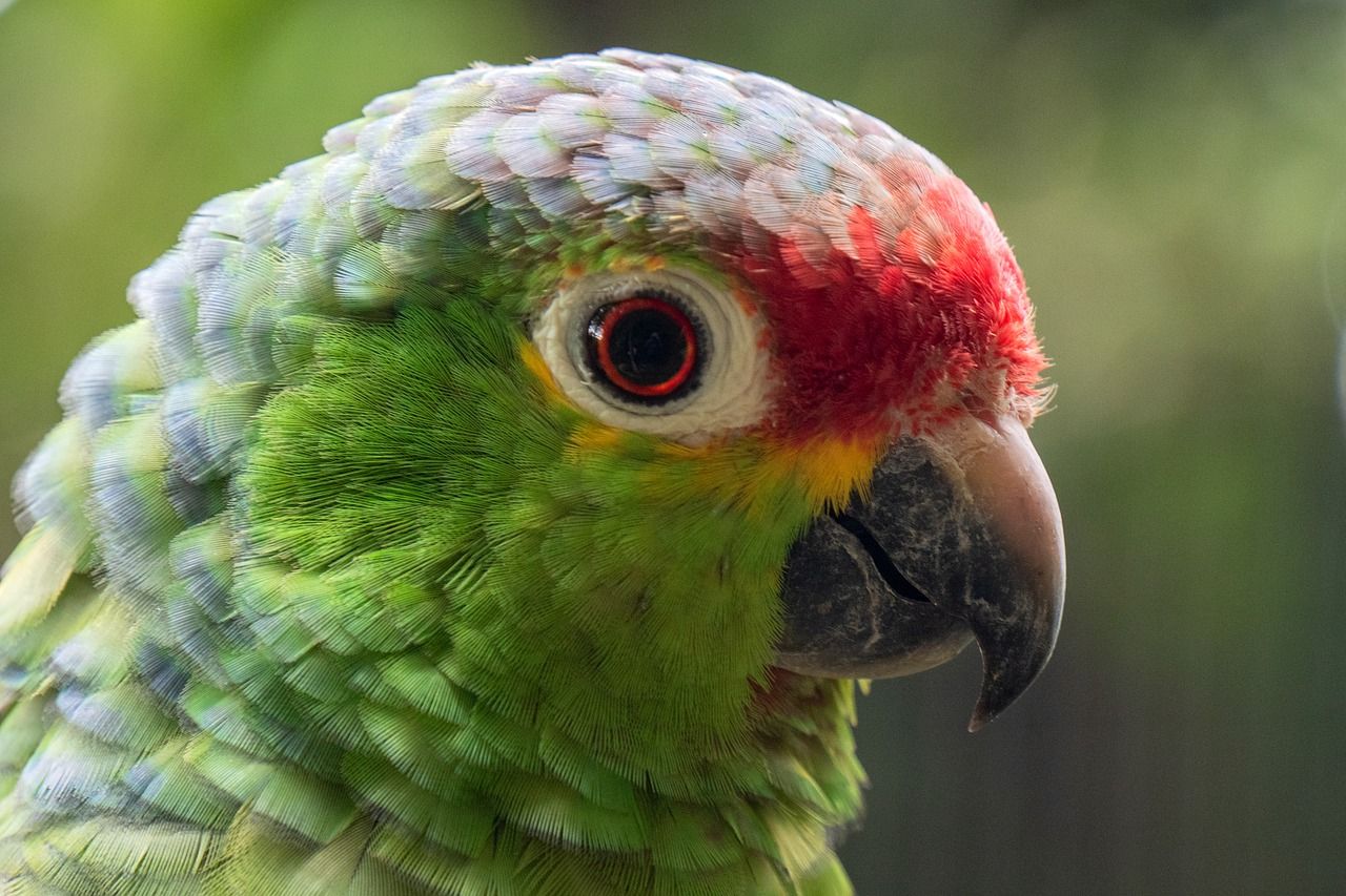 Dieren Uit Het Tropisch Regenwoud