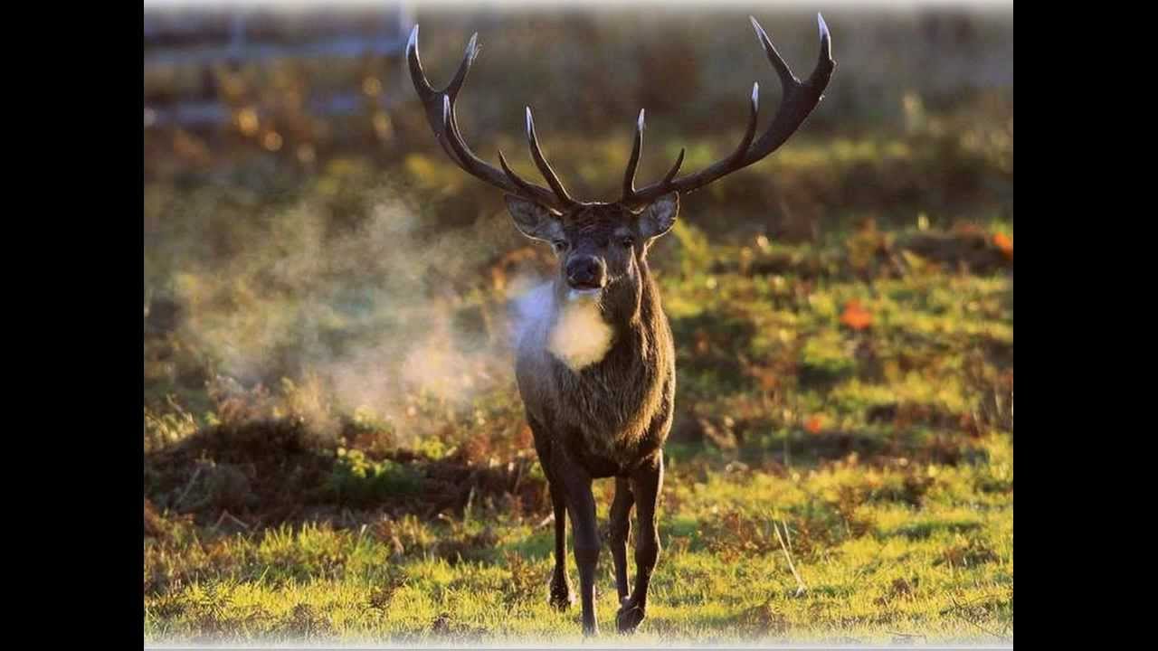 Dieren in de Natuur Deel 1. - YouTube - Getal 7 In De Natuur