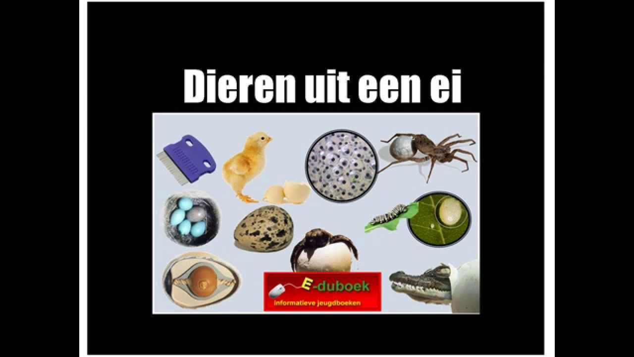 Dieren uit een ei inkijkexemplaar groep 5/6/7 - YouTube - Welke Dieren Komen Uit Een Ei