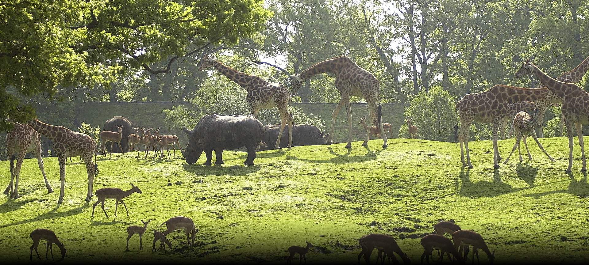 Dierenpark Emmen | Dierenpark, Dierentuin, Dierentuinen - Hoeveel Dierentuinen Zijn Er In Nederland