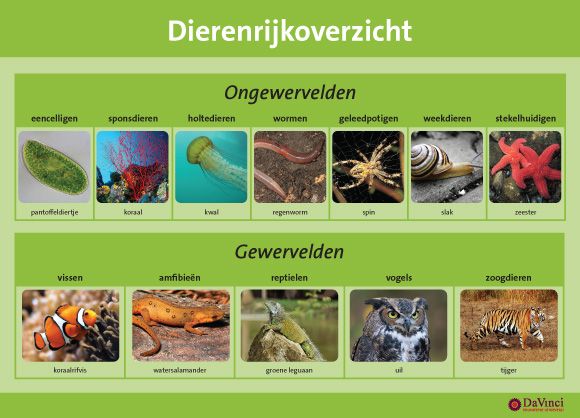 Welke Dieren Stammen Af Van Dino's