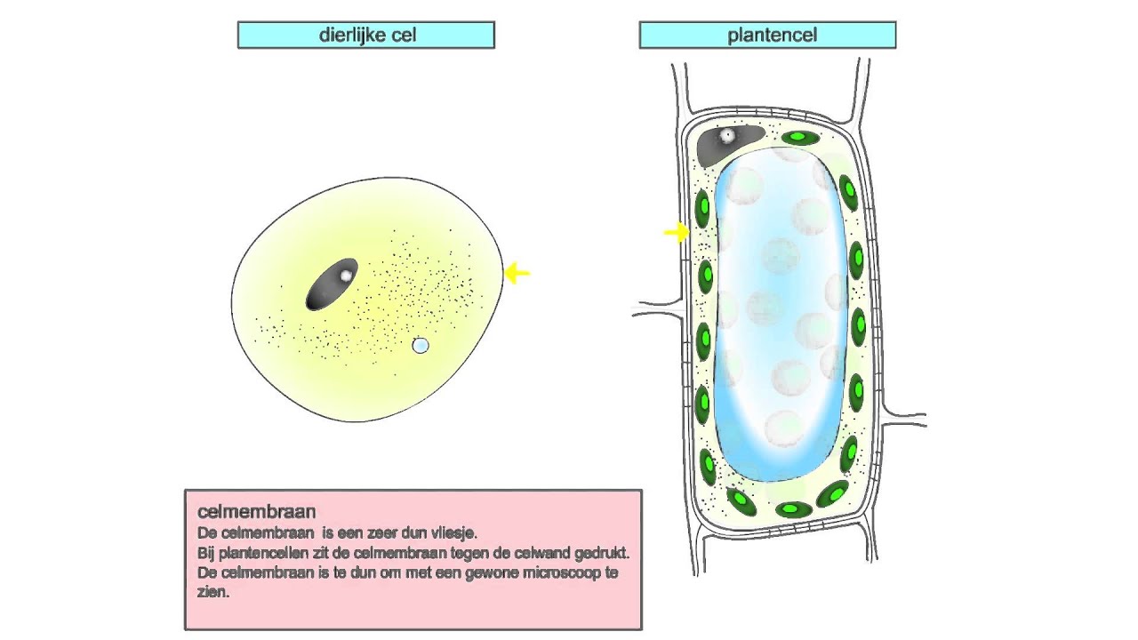 Dierlijke en plantencel - YouTube - Heeft Een Bacterie Een Celkern