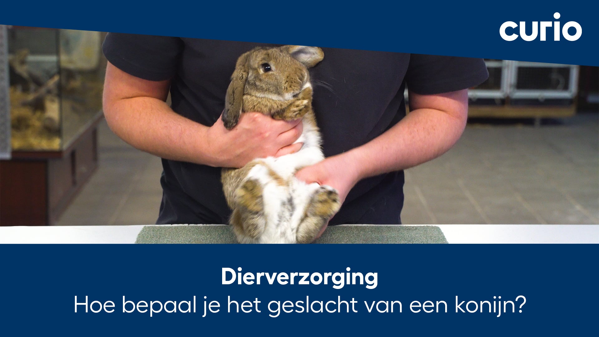 Dierverzorging | instructievideo | Hoe bepaal je het geslacht van een - Hoe Wordt Een Mannetjes Konijn Genoemd