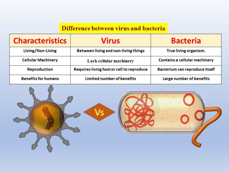 Difference between Bacteria and Virus - Biology Brain - Verschil Tussen Virus En Bacterie