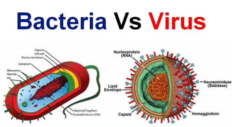 Difference between Bacteria and Virus - Laboratoryinfo.com - Verschil Tussen Virus En Bacterie