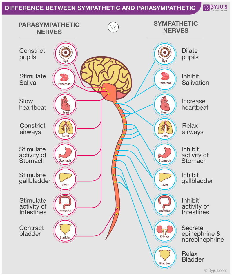 Sympathetic Vs Parasympathetic Nervous System
