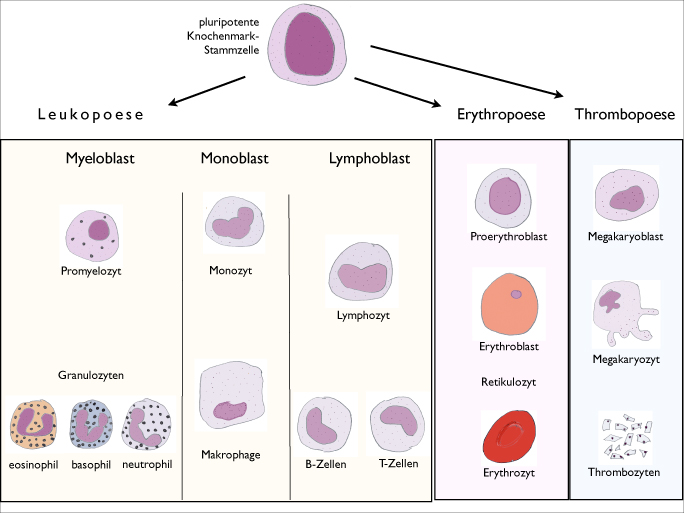 Differentiële telling van bloedcellen - Wikipedia Bone Marrow - Verschil B En T Cellen