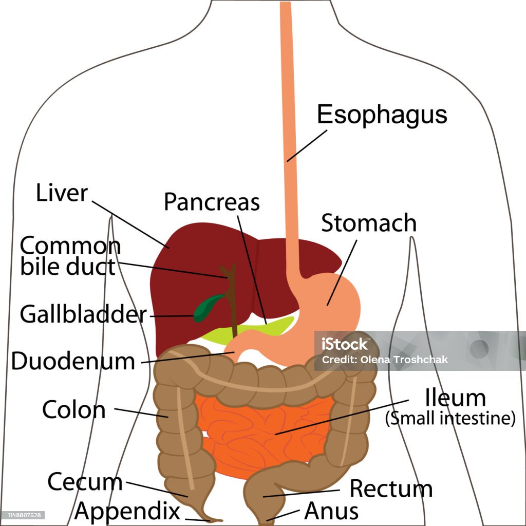 Digestive System Chart Digestive Organs In A Human Body Vector - Romp Dwarsdoorsnede Buikholte Met Namen