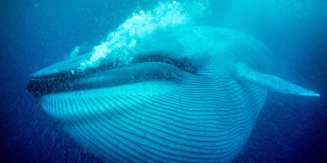 Dinosaurs Were Small Fry Compared To The Blue Whale - SciClonic - Hoeveel Blauwe Vinvissen Zijn Er Nog
