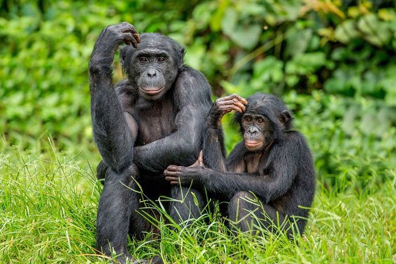 DISCOVER THE SANCTUARIES - PASA - Hoe Communiceren Dieren Met Elkaar