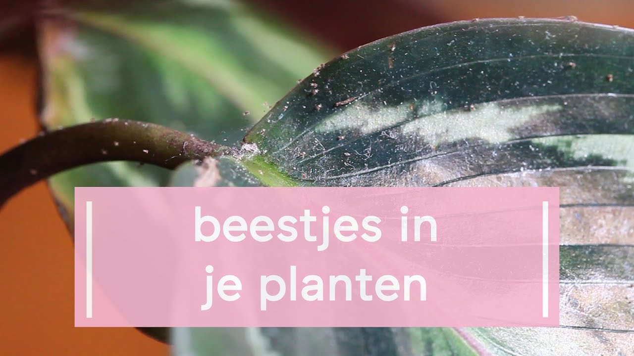 Dit moet je weten over beestjes in je planten - YouTube - Kamerplant Die Tegen Kou Kan