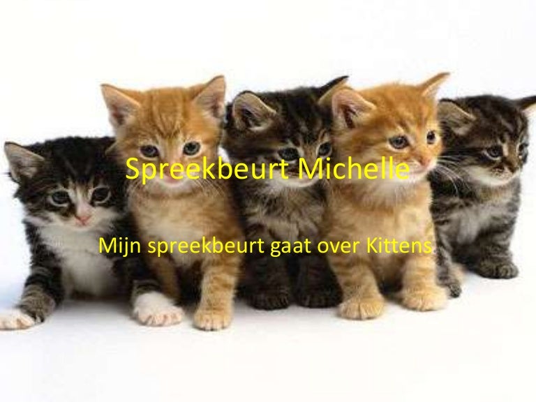 Dit Was Mijn Spreekbeurt Zijn Er Nog Vragen Tips En Tops Poster Dana - Zijn Er Nog Vragen Tips En Tops