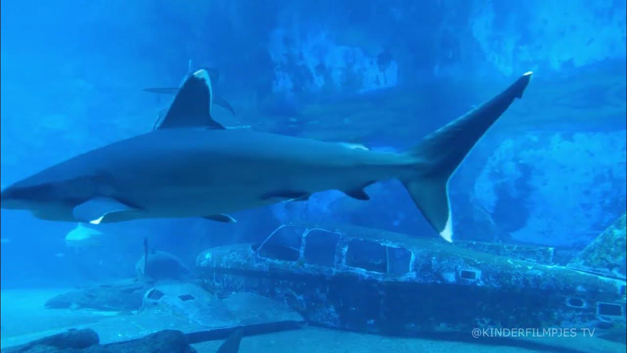 Dit Zijn De Leukste Haaien Kinderfilmpjes! 🦈 Haaien Filmpjes Nederlands - Zitten Er Haaien In De Middellandse Zee