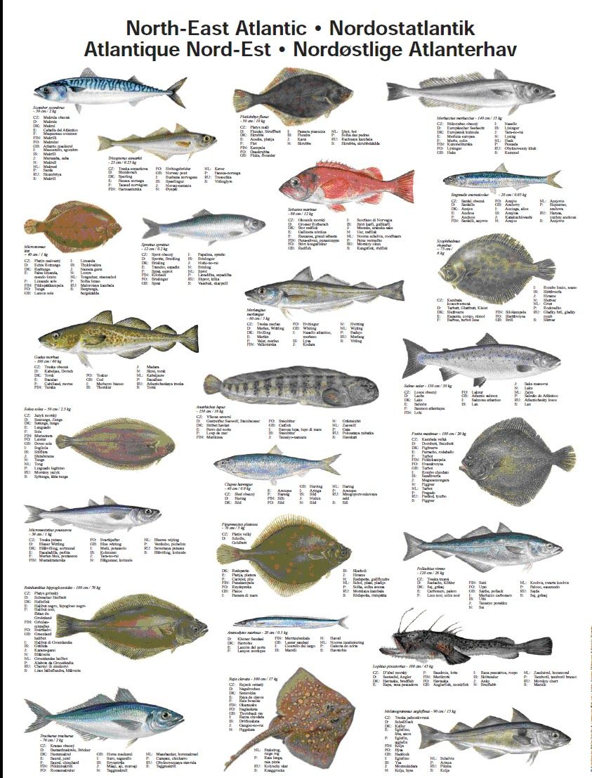 dit zijn soorten vissen uit de Noordzee(djairo)\ | Fisk, Illustration - Hoeveel Vissen Zijn Er Op De Wereld