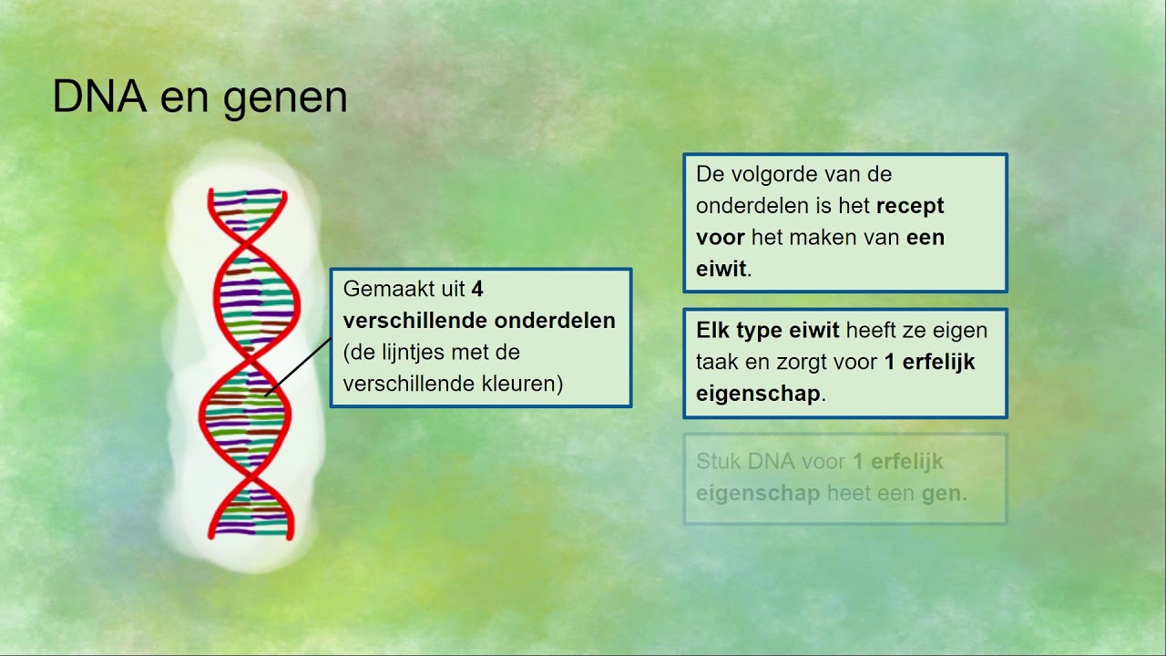 Hoeveel Chromosomen Heeft Een Mens Met Down