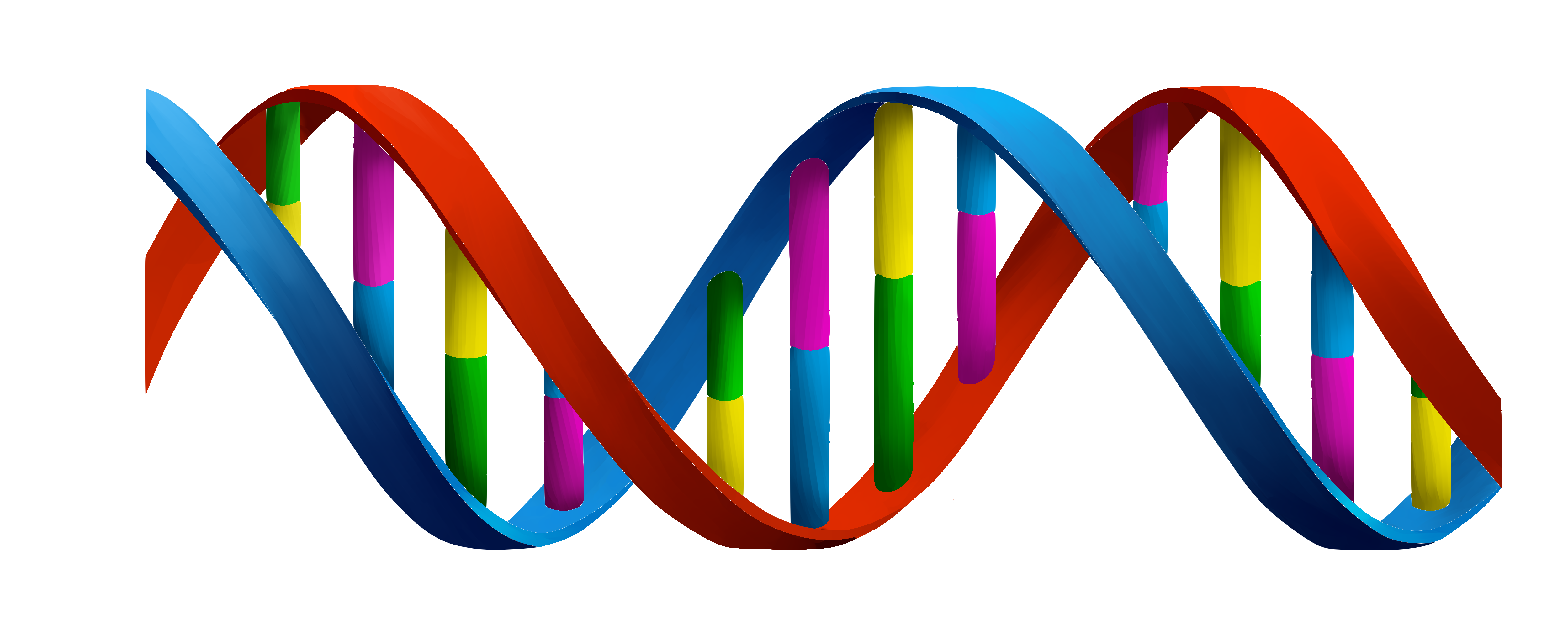 DNA PNG - Dna Aflezen Van 3' Naar 5'