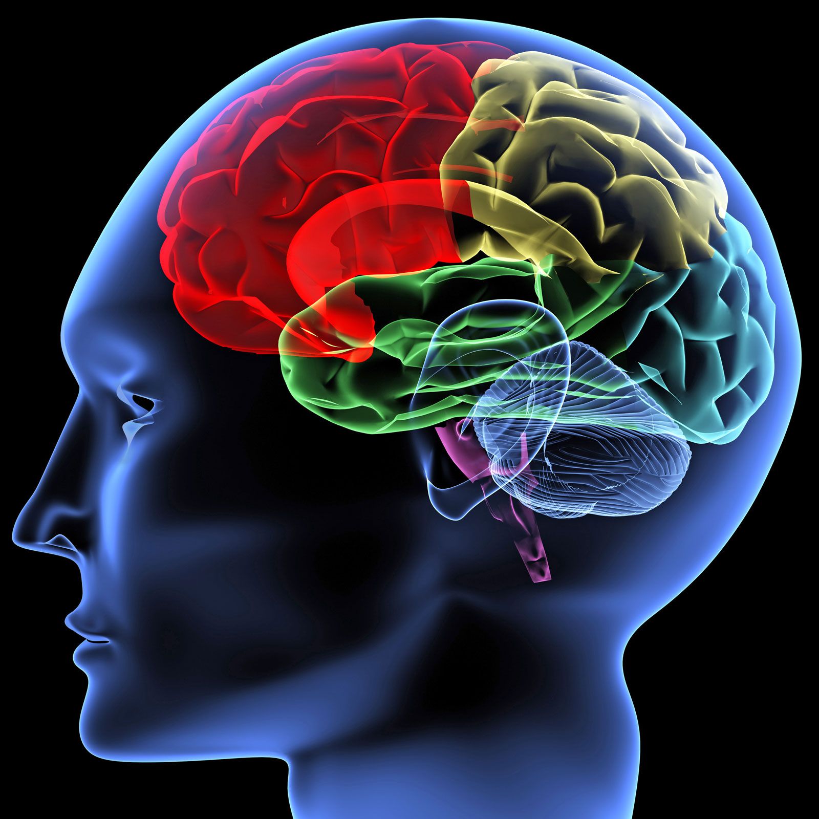 Do We Really Use Only 10 Percent of Our Brain? | Britannica - Brain And Cognitive Sciences Uva