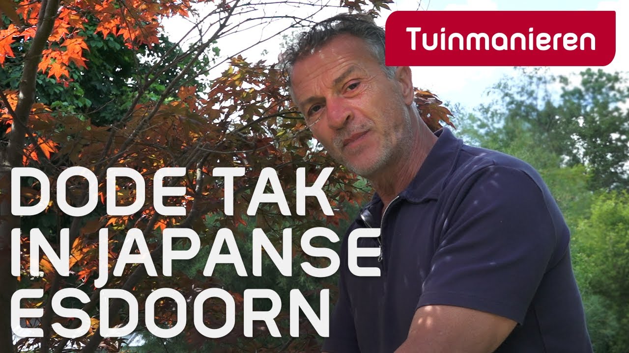 Dode tak in de Japanse Esdoorn: Verticillium of Verwelkingsziekte - Hoe Ziet Een Dode Wandelende Tak Eruit