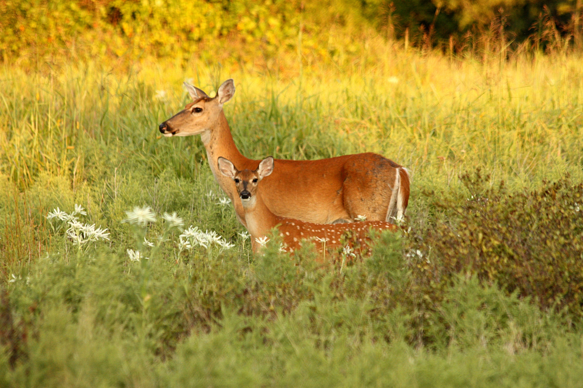 Doe And Fawn In Meadow Free Stock Photo - Public Domain Pictures - Doe Dat Ook Een Ander Niet