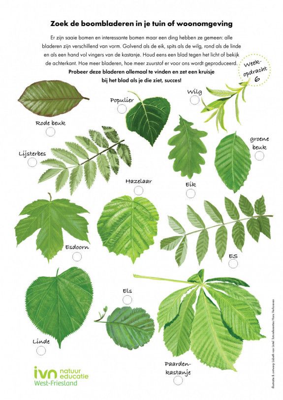 Doe-tip: Gratis zoekkaart boombladeren | Natuuractiviteiten, Herfst - Van Welke Boom Is Dit Blad