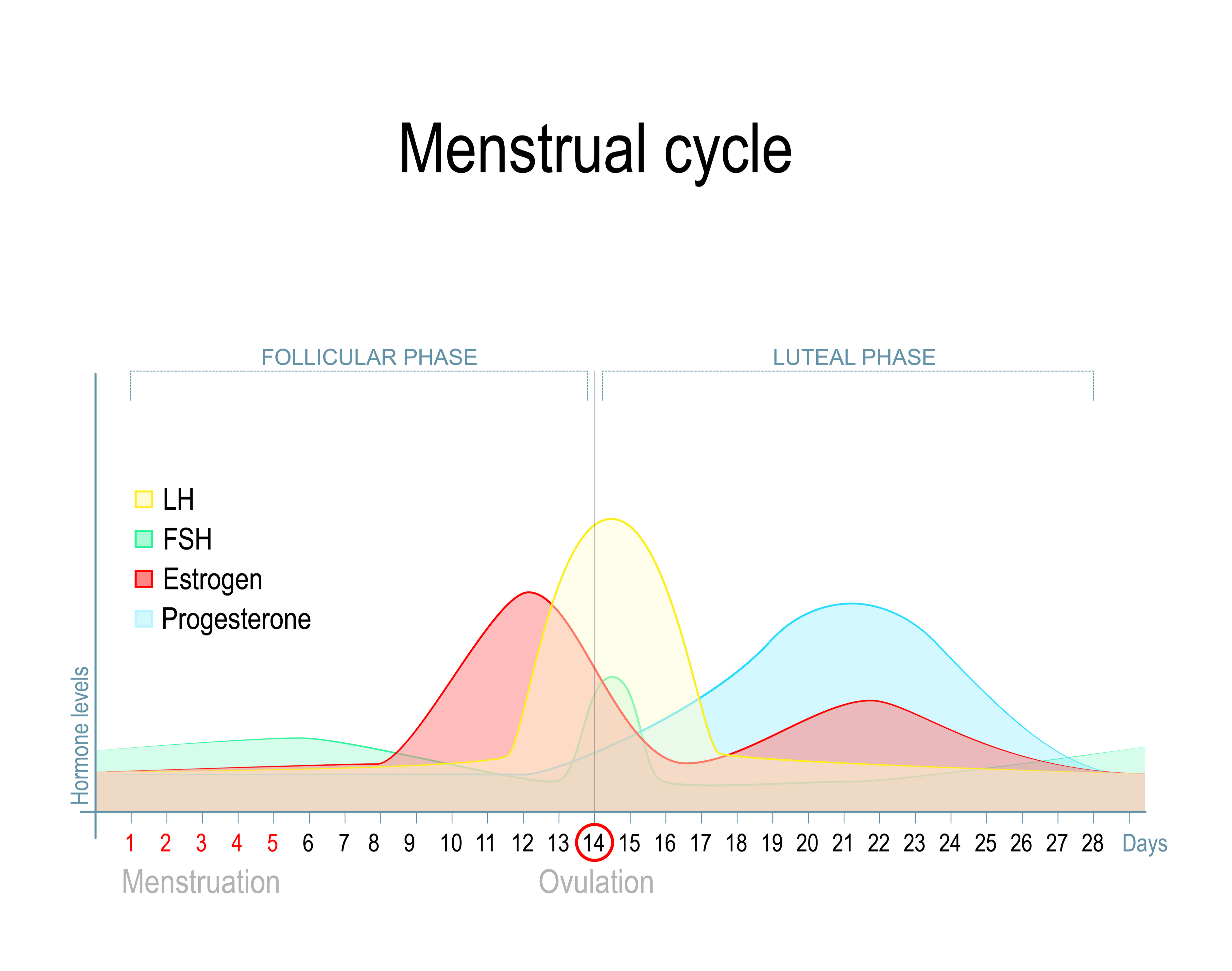 Welk Hormoon Zorgt Voor Menstruatie