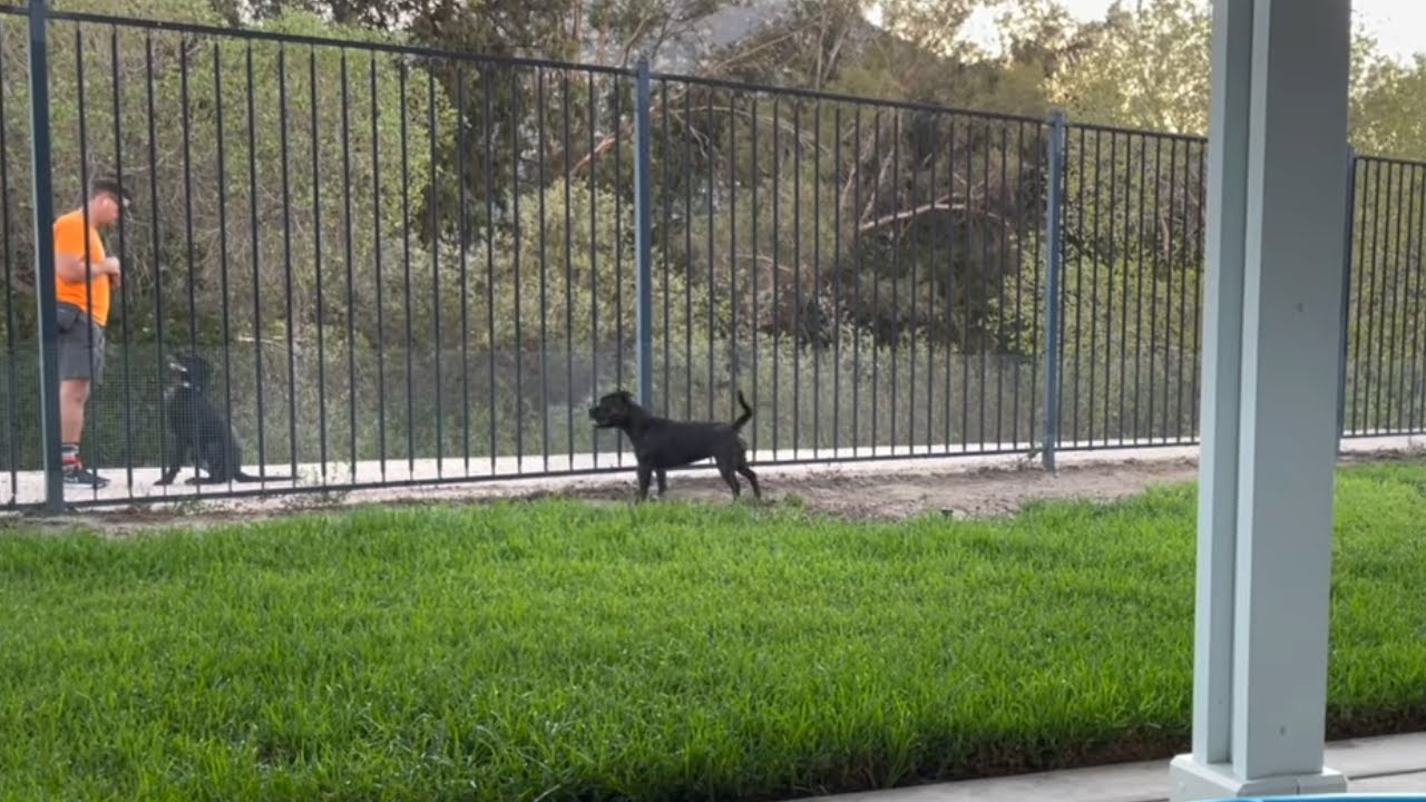 Dog trainer uses our dog to teach his dog how to play - YouTube - How To Teach Your Dragon 2