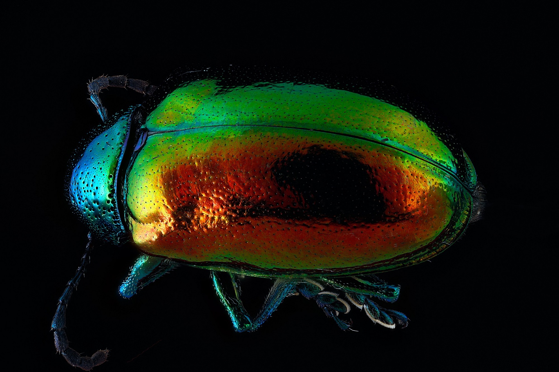 Dogbane Beetle Close Up Free Stock Photo - Public Domain Pictures - Close Reading In De Praktijk