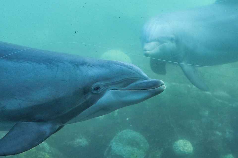 Dolphin Park Water · Free photo on Pixabay - Hoe Lang Kan Een Dolfijn Onder Water