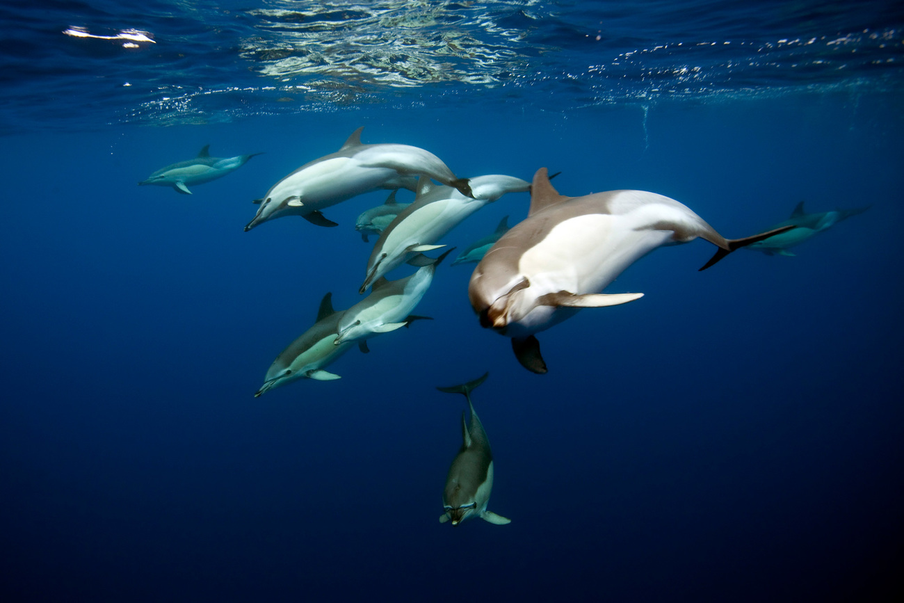 Dolphins vs. porpoises: What’s the difference? - Verschil Tussen Bruinvis En Dolfijn