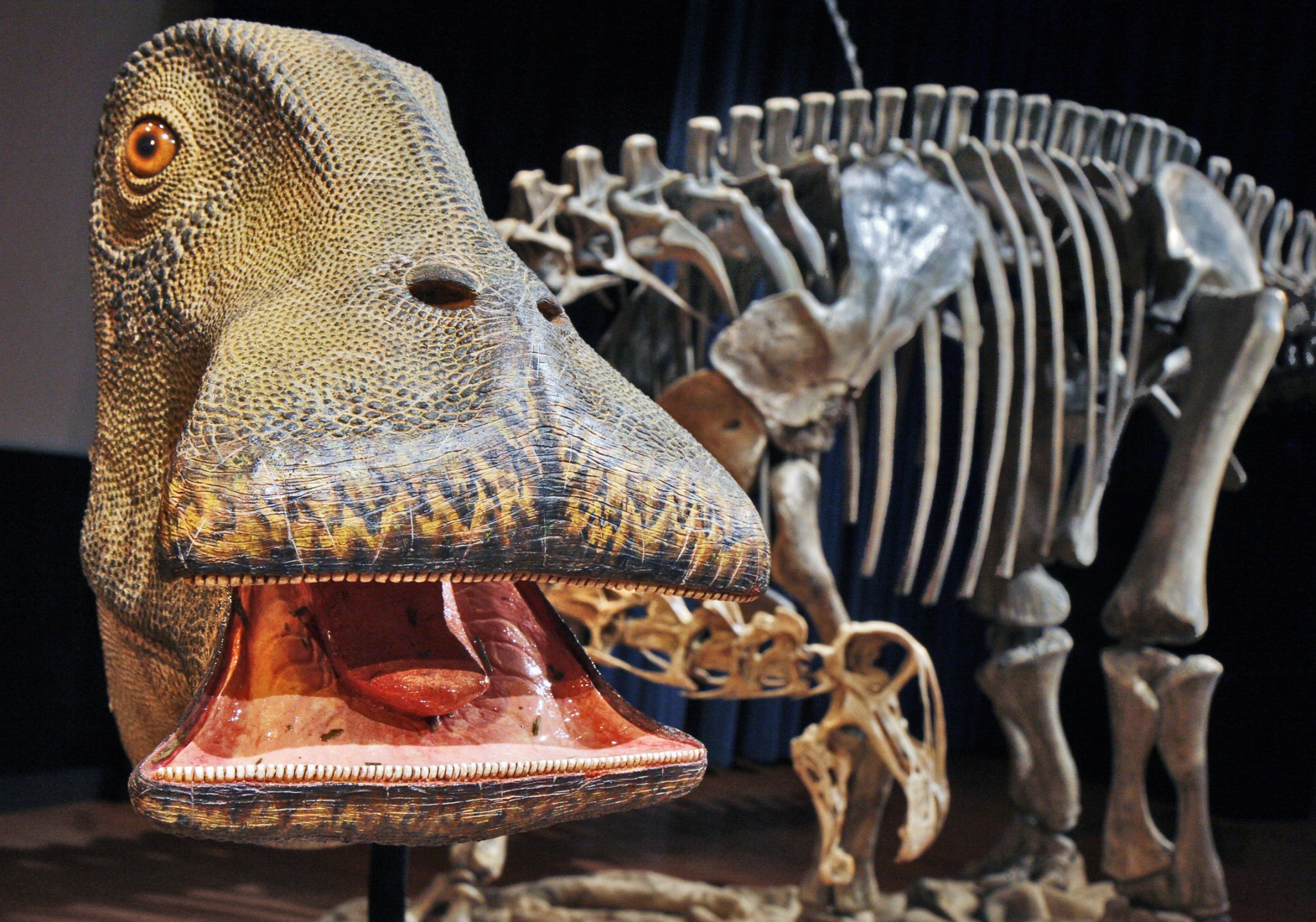 ‘Don’t Google which dinosaur had 500 teeth’ - Warning not to fall for - Welke Dier Heeft 500 Tanden