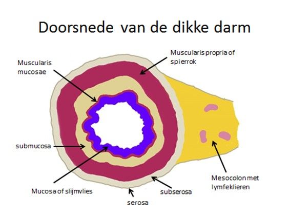Hoe Lang Is Je Dikke Darm En Dunne Darm