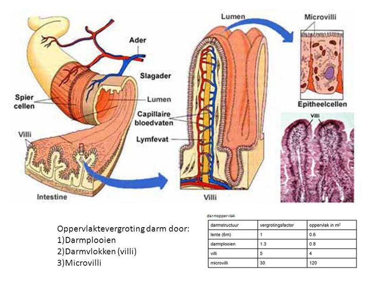 Wat Is De Functie Van De Dunne Darm