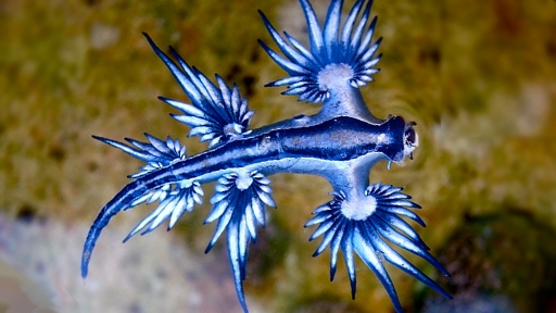 Draak Tekening - Wat Eet De Blauwe Draak