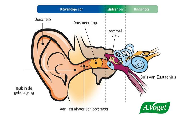 Het Ene Oor In Het Andere Oor Uit