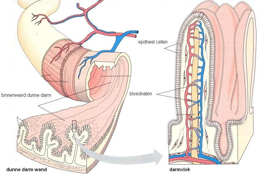 Dunne darm | Menselijk lichaam, Anatomie, Bloedvaten - Wat Is De Functie Van De Dunne Darm