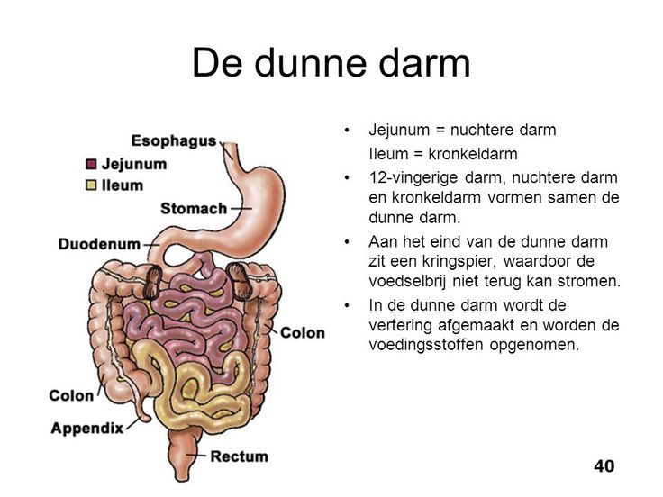 dunne darm - Yahoo Zoekresultaten van afbeeldingen | Menselijk lichaam - Wat Is De Functie Van De Dikke Darm