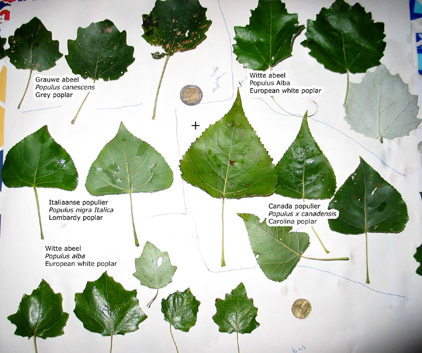 Dutch treeguide at www.bomengids.nl, European trees - Bomen Herkennen Aan Het Blad
