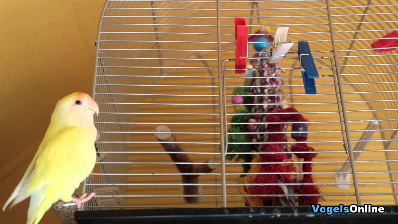 Welke Dwergpapegaai Wordt Ook Wel Lovebird Genoemd