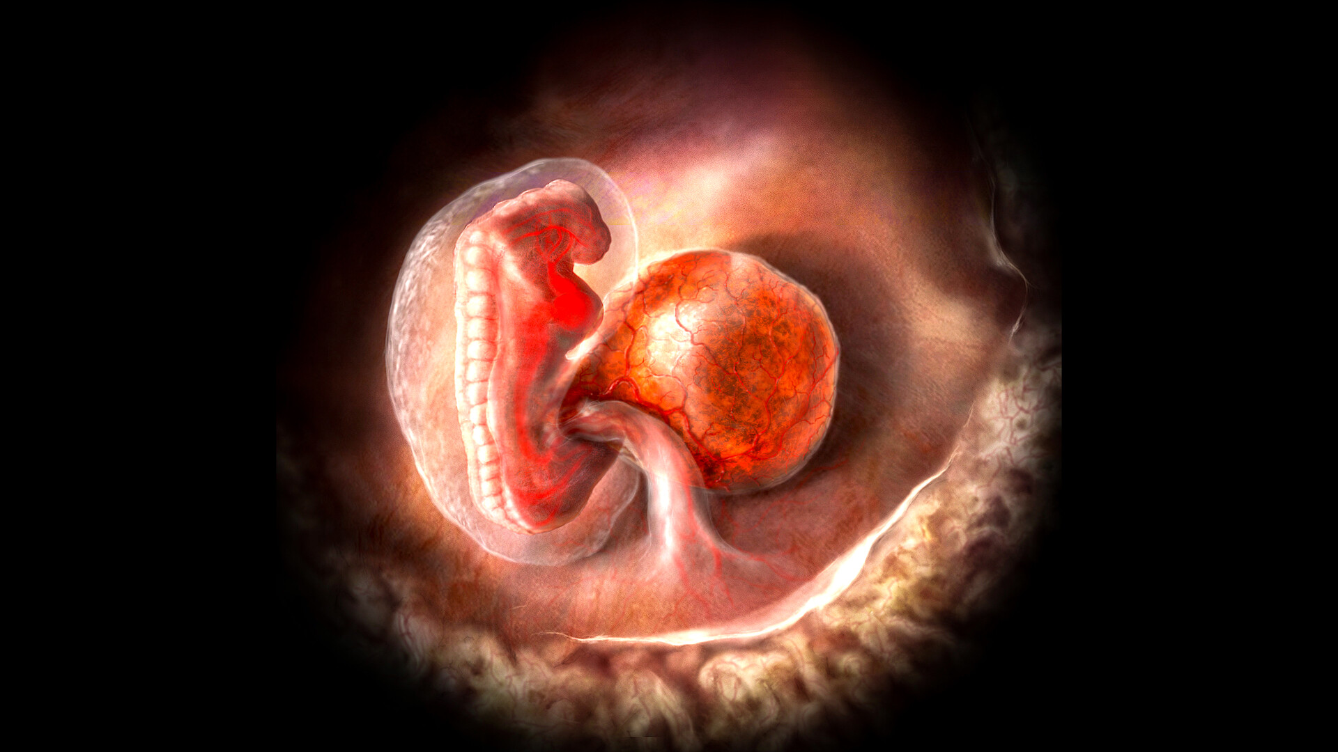Early Embryonic Development - StoryMD - Wanneer Nestelt Een Embryo Zich In