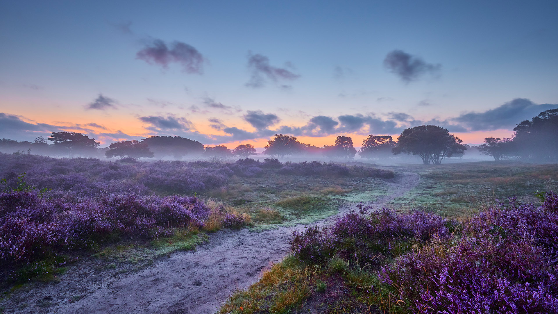Early morning over blossoming heather, De Hoge Veluwe National Park - Ingang Nationaal Park De Hoge Veluwe