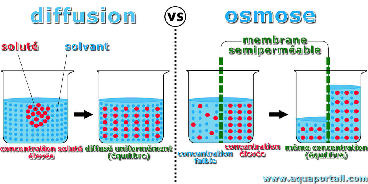Eau osmosée : définition et explications - Osmose In Het Dagelijks Leven
