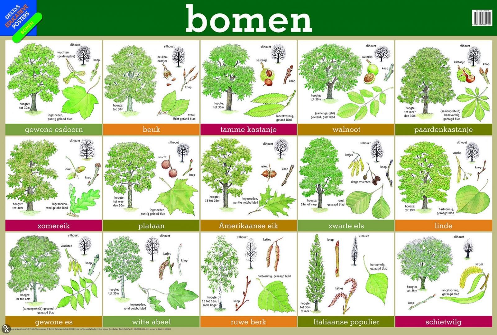 Educatieve posters - Deltas | Herfst bomen, Tuin bomen, Herfst tuin - Uit Welk Geslacht Van Bomen Komt De Tamme Kastanje