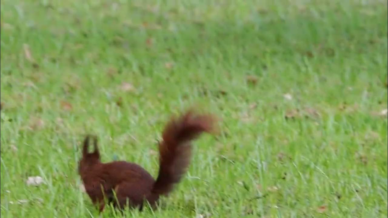 Eekhoorntje - YouTube - Eekhoorntje Eekhoorntje Met Je Lange Staartje