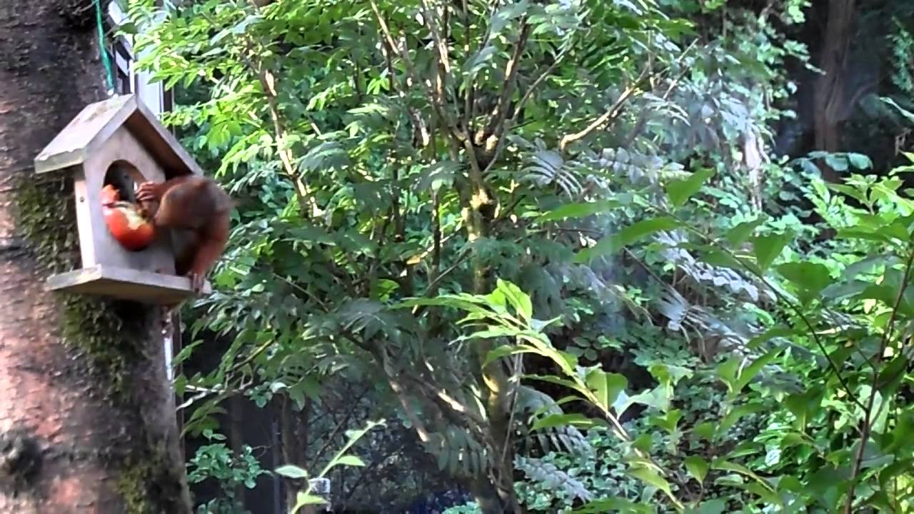 Eekhoorntje - YouTube - Eekhoorntje Eekhoorntje Met Je Lange Staartje